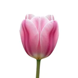 Tulip