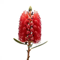 Waratah