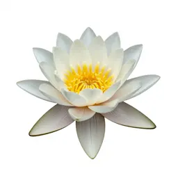 Water lily