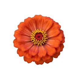 Zinnia