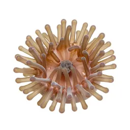 Anemone