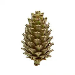 Echinacea cone