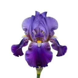 Iris