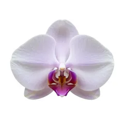 Orchid spray