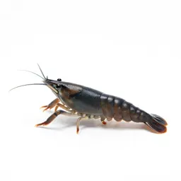 Brine shrimp