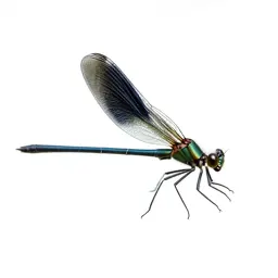 Damselfly