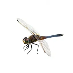 Dragonfly with veined wings