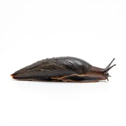 Garden slug