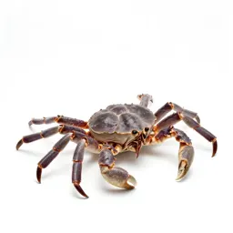 Horseshoe crab