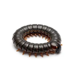 Millipede coiled