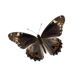 Monarch butterfly with open wings