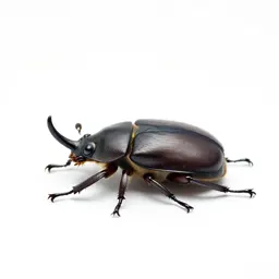 Rhinoceros beetle