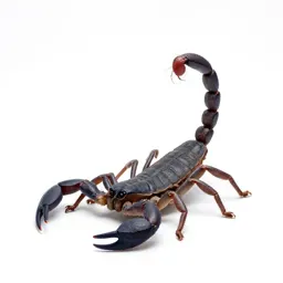 Scorpion with its tail raised