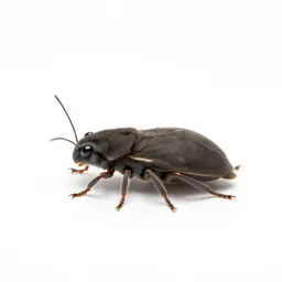Springtail