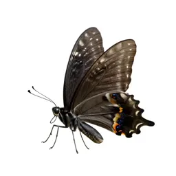 Swallowtail butterfly