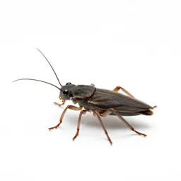 Water strider