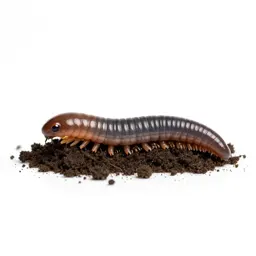 Earthworm in soil