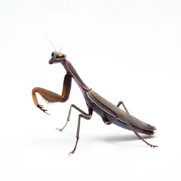 Orchid mantis