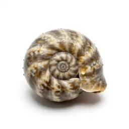 Fossilised ammonite