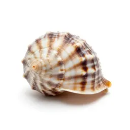 Nautilus shell