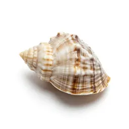 Paua shell