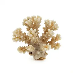 Piece of coral