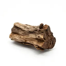 Piece of petrified wood