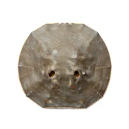 Sand dollar