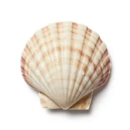 Scallop shell