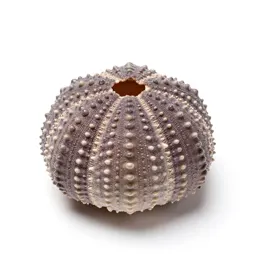 Sea urchin shell