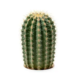 Barrel cactus