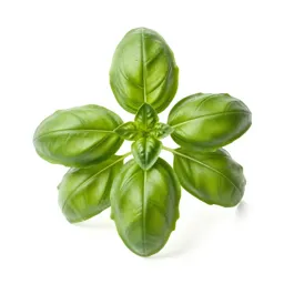 Basil plant