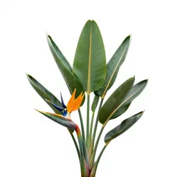 Bird of paradise plant
