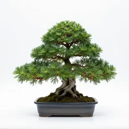 Bonsai juniper