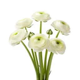 Bunch of ranunculus