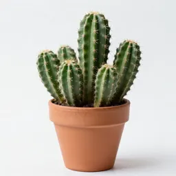 Cactus cluster in terracotta