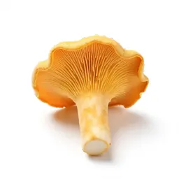 Chanterelle mushroom