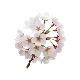Cherry blossom branch
