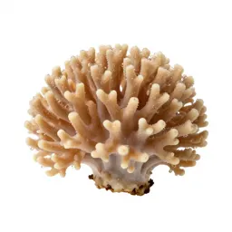 Coral fungus