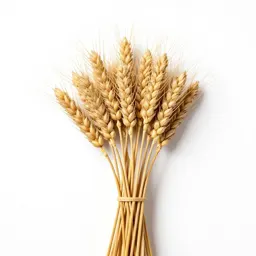Dried wheat bundle