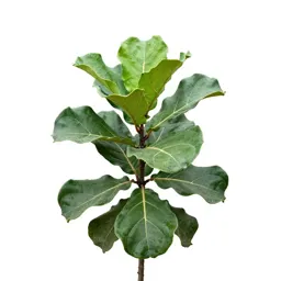 Fiddle leaf fig