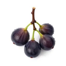 Fig branch with fruit