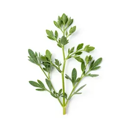 Flax bush
