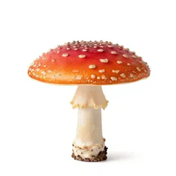 Fly agaric mushroom