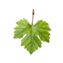 Grape vine cutting