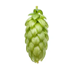 Hop flower cone