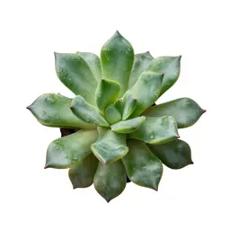 Jade plant