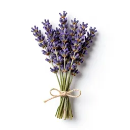 Lavender bunch tied with twine