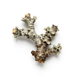 Lichen-covered twig