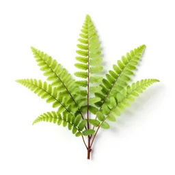 Maidenhair fern